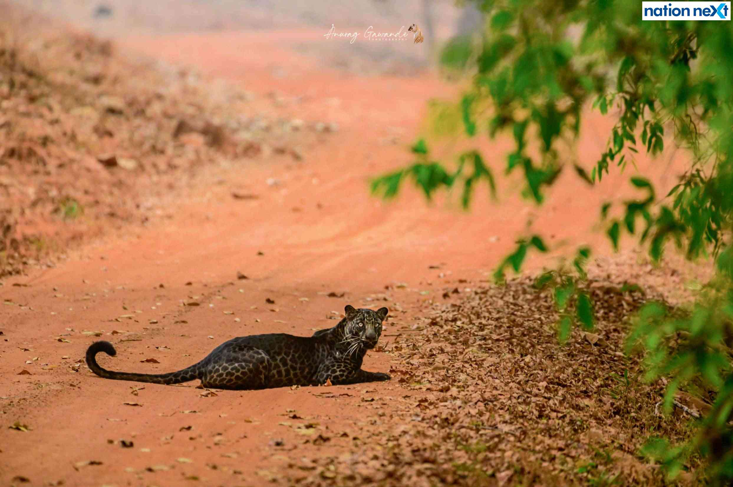https://www.nationnext.com/nationnext/images/anurag%20gawande%20rare%20black%20leopard%20in%20tadoba%202-2.webp