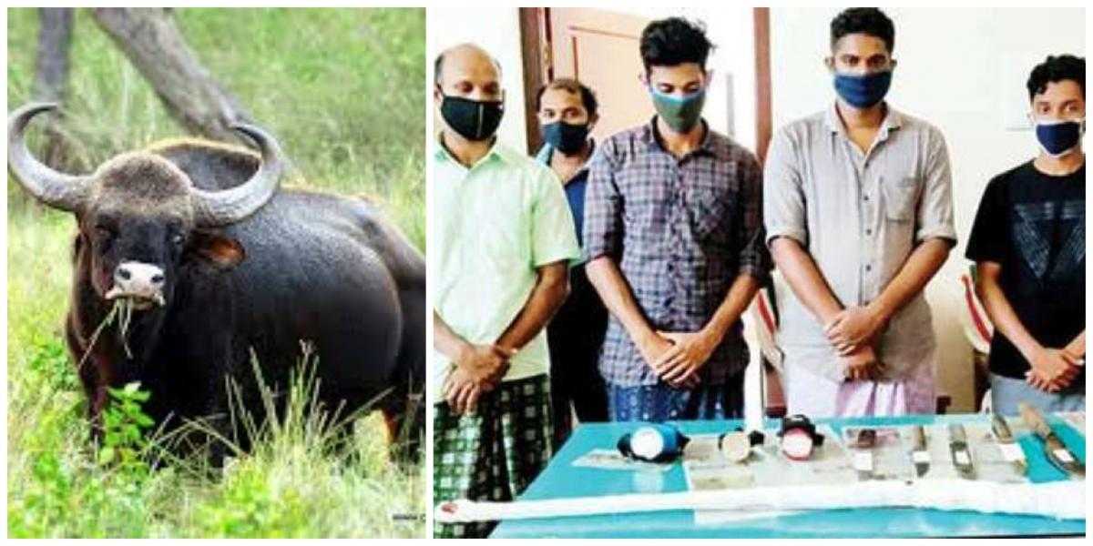 Wild buffalo representational Image (right) and the men who were arrested for slaughtering a pregnant wild buffalo in Kerala.