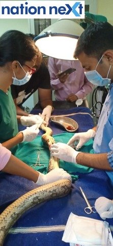 Nagpur forest department rescued a python, which had got entangled in nylon manjha and was immediately taken to Transit Treatment Centre.