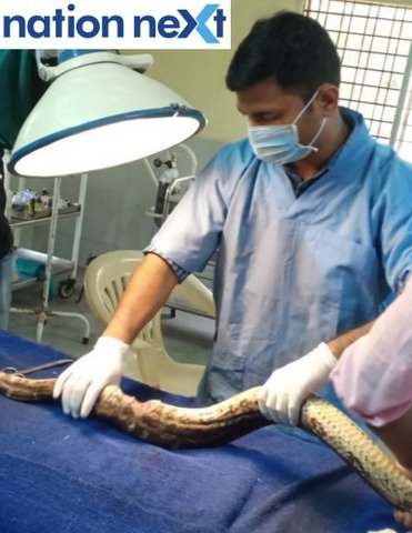 Nagpur forest department rescued a python, which had got entangled in nylon manjha and was immediately taken to Transit Treatment Centre.
