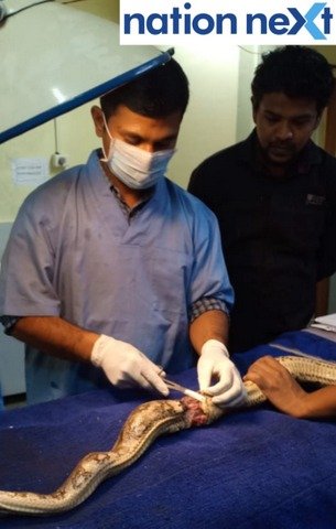 Nagpur forest department rescued a python, which had got entangled in nylon manjha and was immediately taken to Transit Treatment Centre.