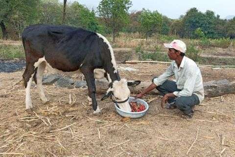 A farmer from Maharashtra's Satara district fed unsold strawberries to his cows that he had produced in his two-acre farm.